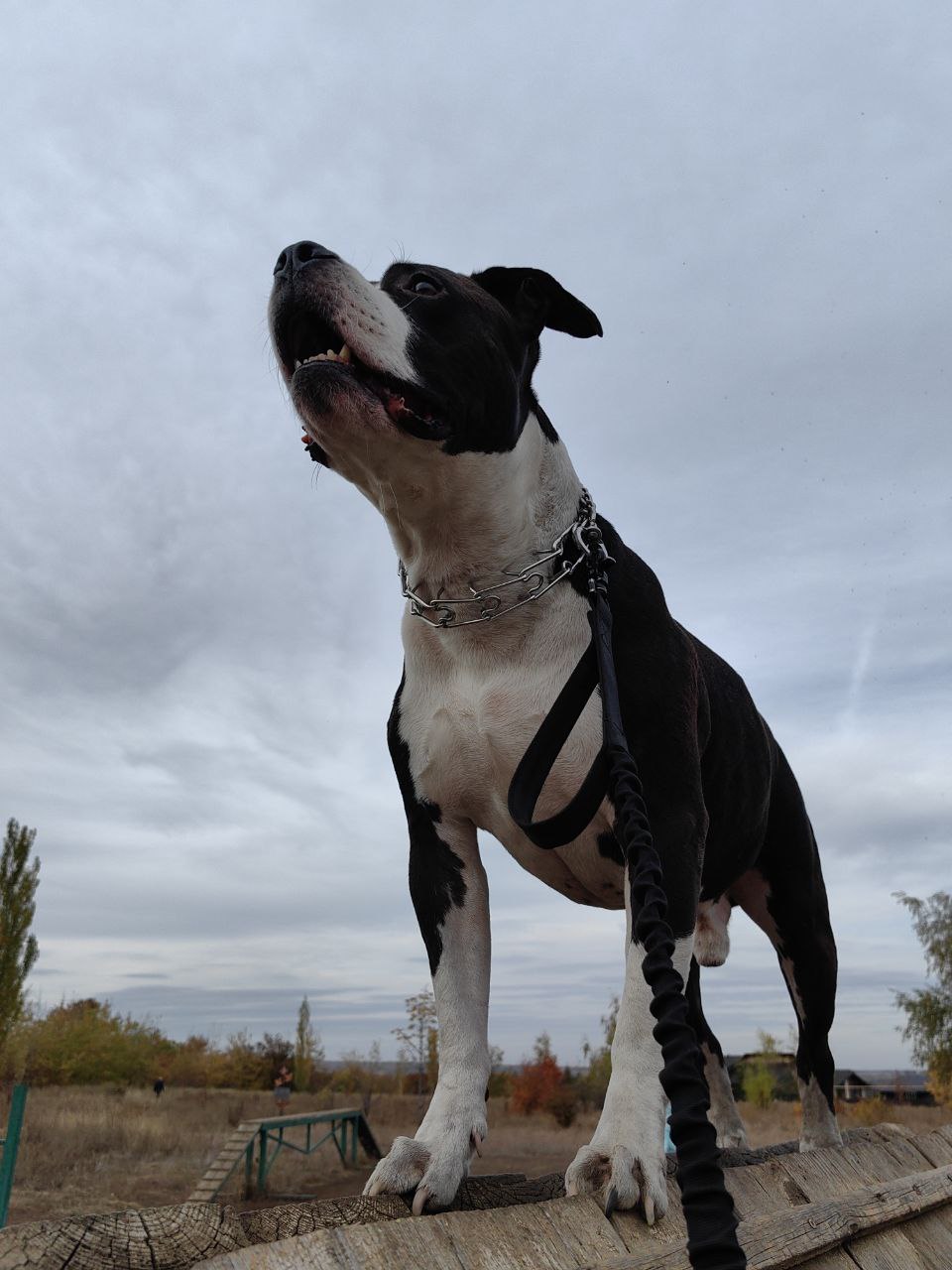 собака, погода.jpg