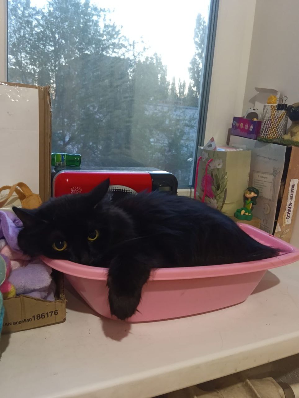 погода, котик, фото подписчика.jpg