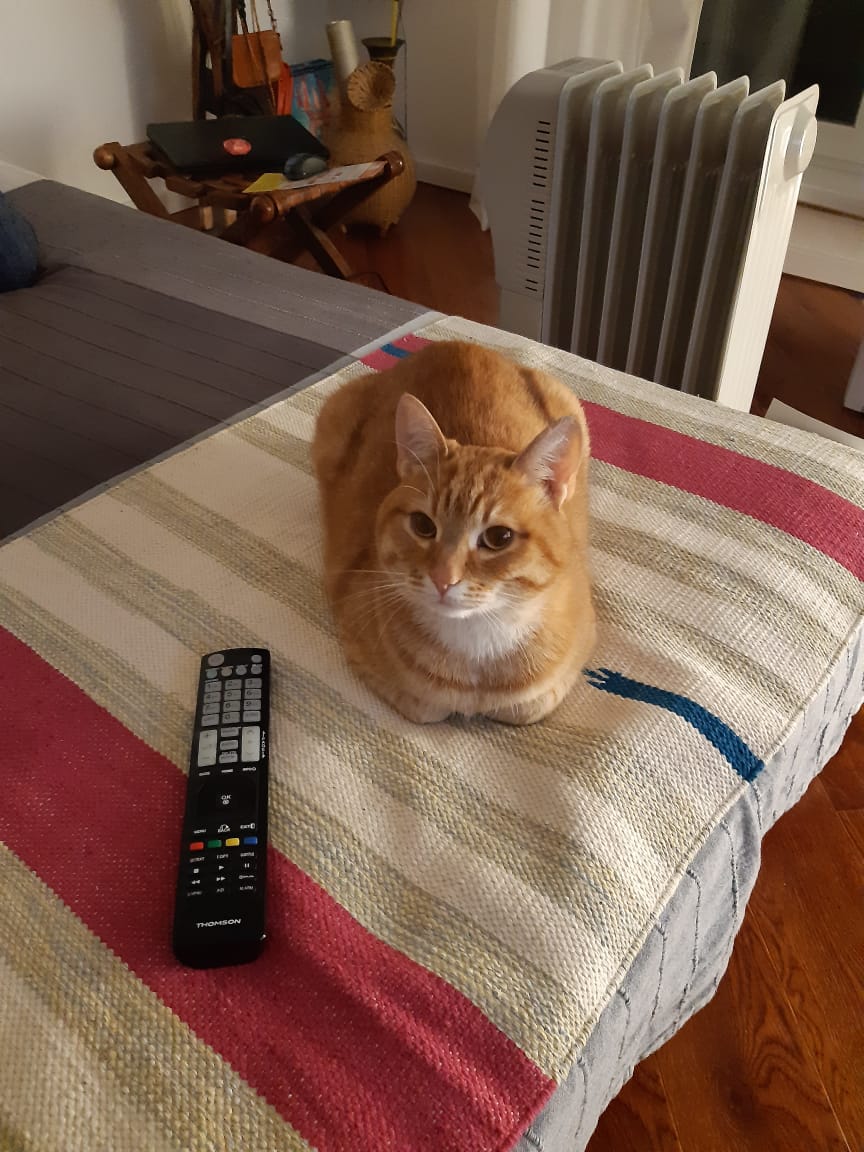 Отопление, кот у батареи