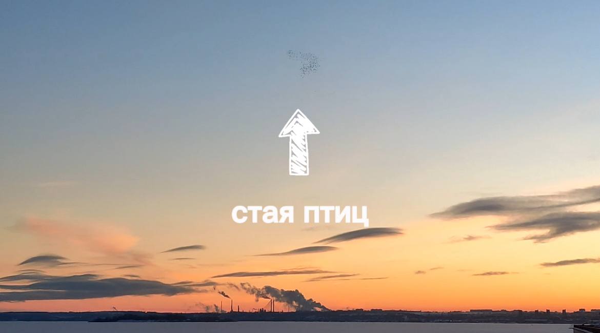 Стая птиц.jpg