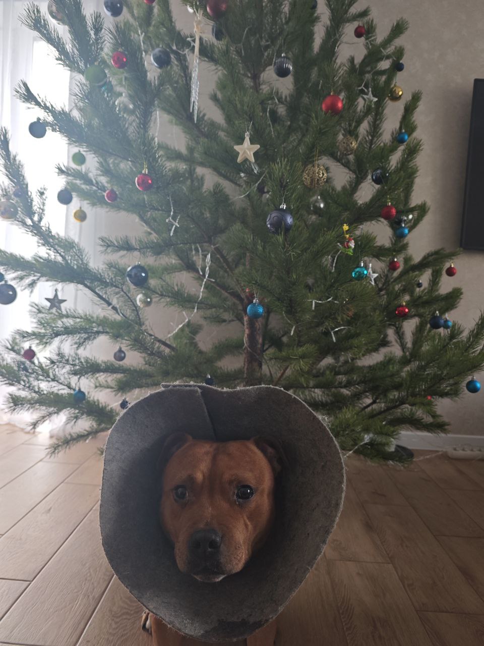 погода, собака, елка.jpg