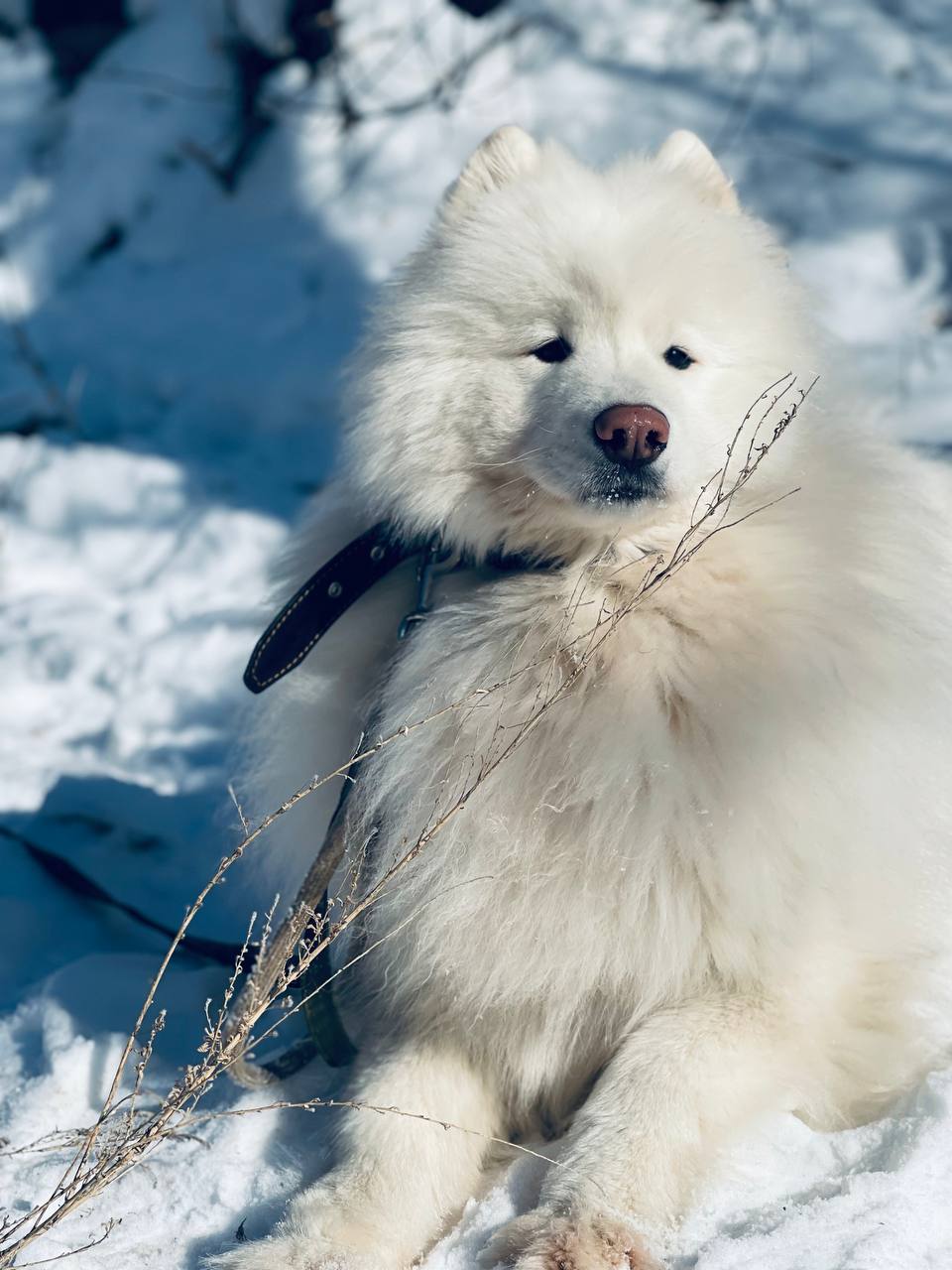 собака, зима.jpg