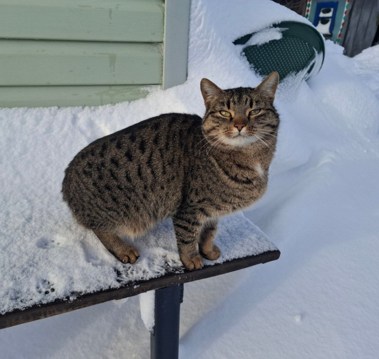 погода, кот, фото подписчика.jpg