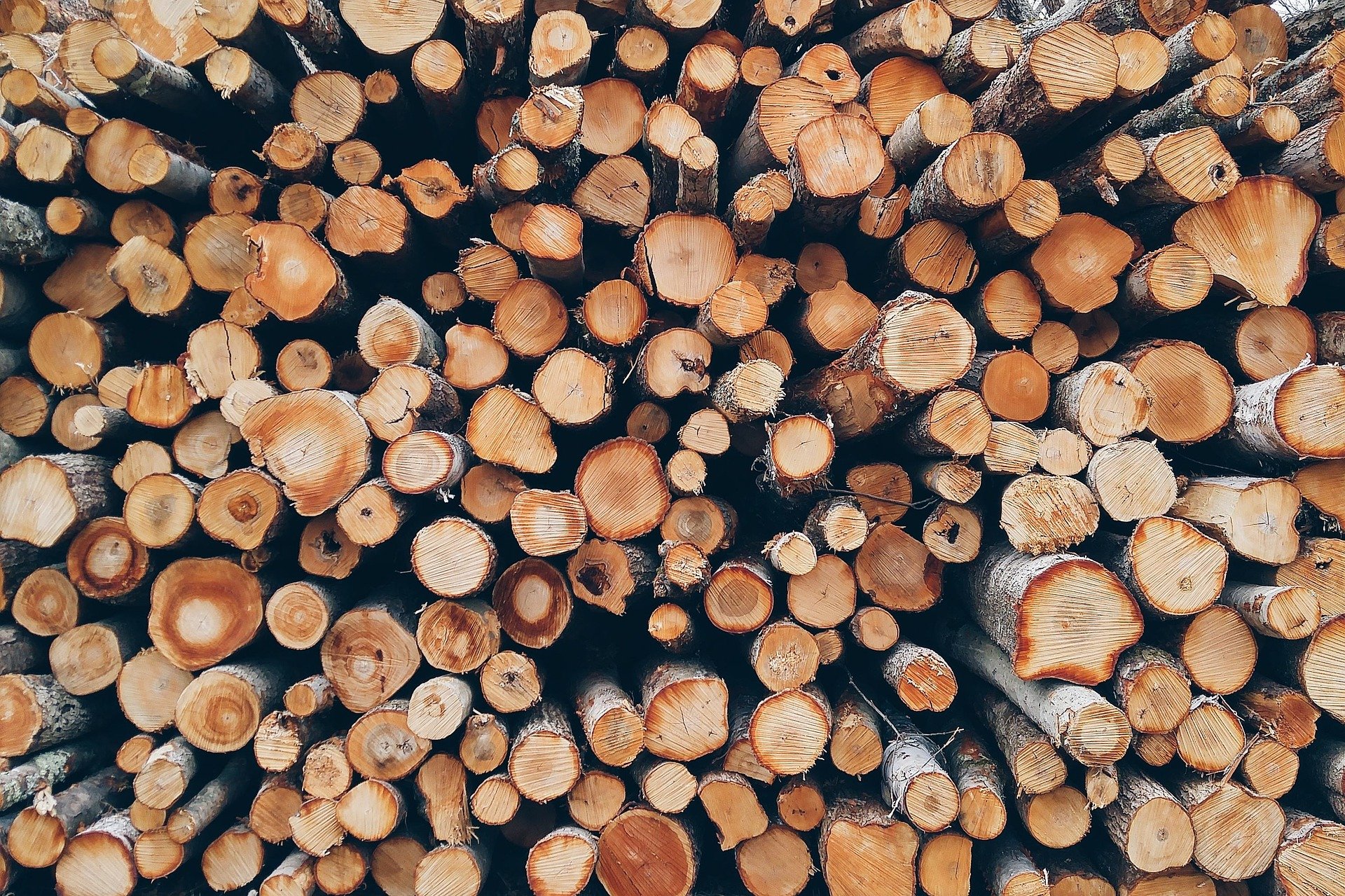 древесина. pixabay