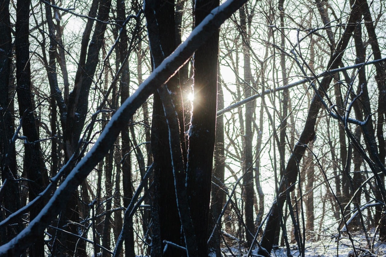 лес, зима, Саратов.jpg