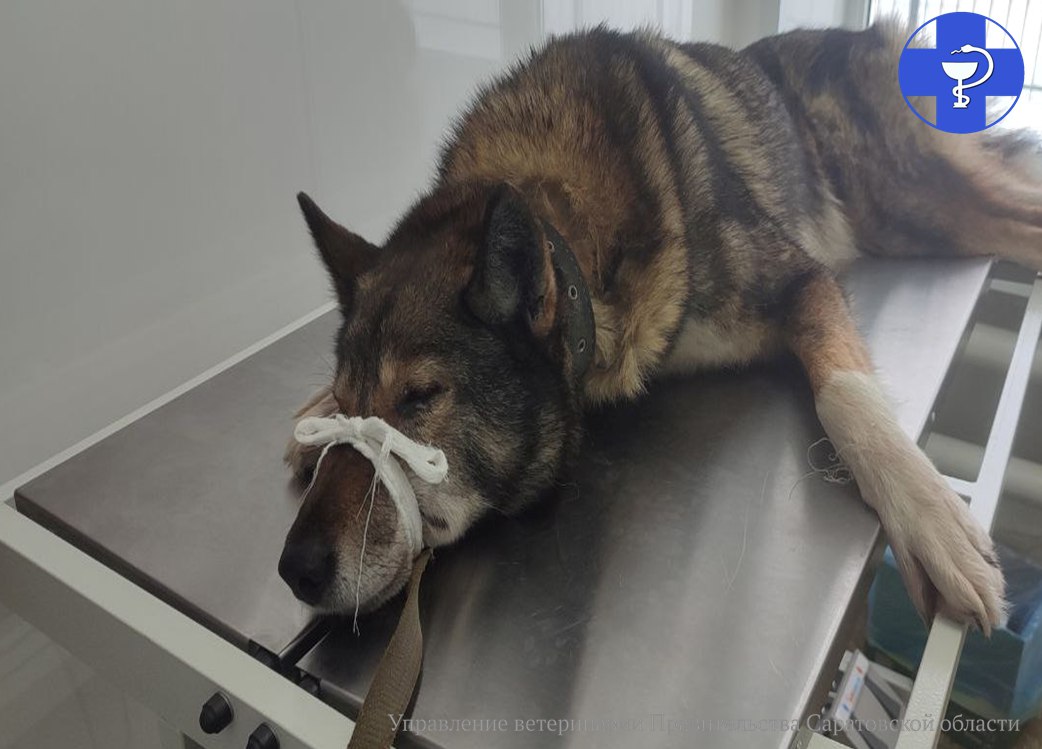 собака, ветеринары