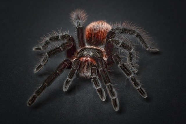 тарантул паук