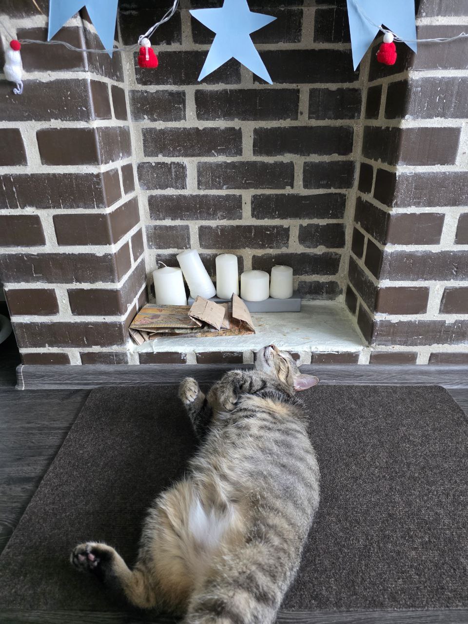 кот, праздник, новый год