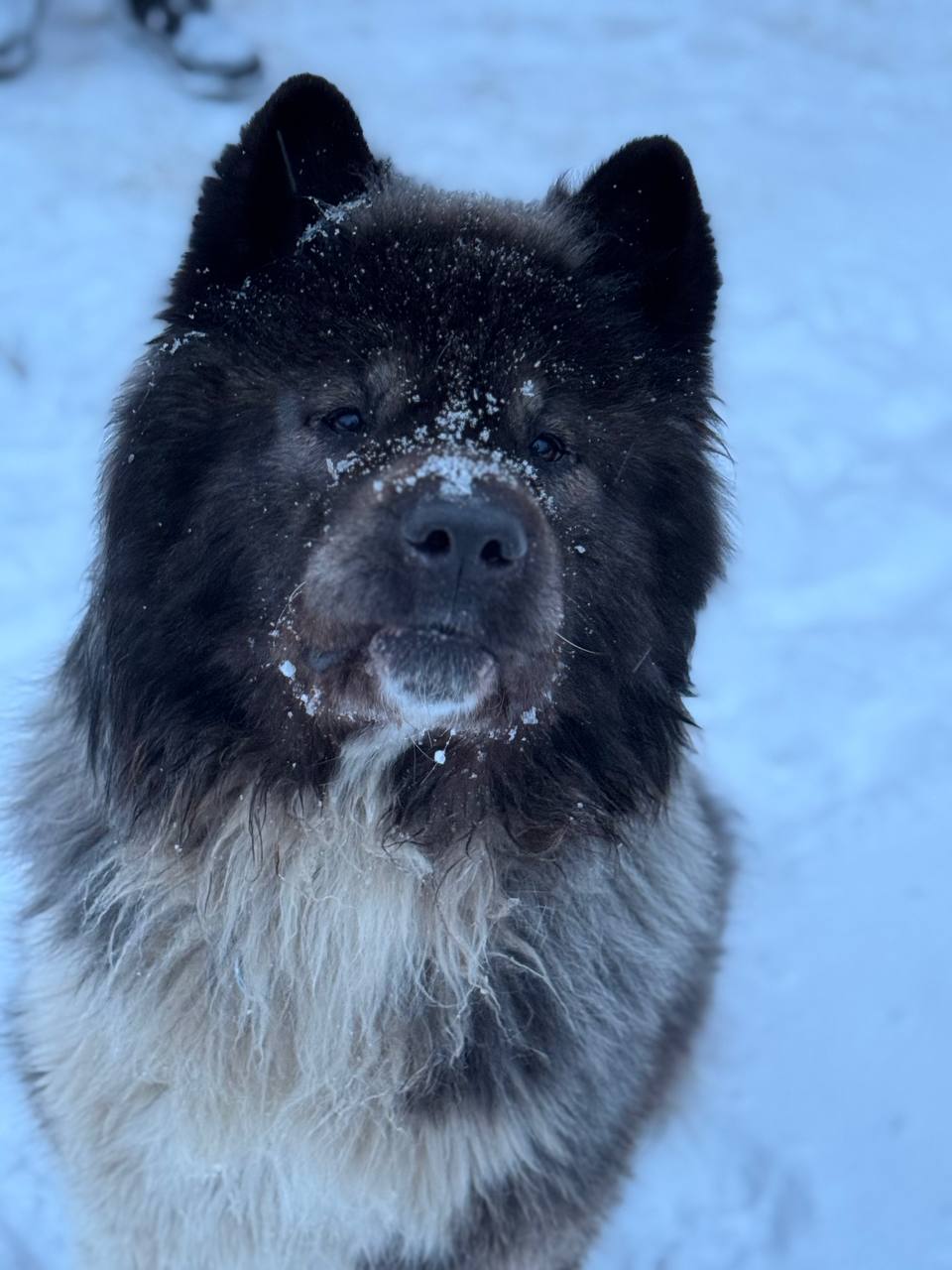 собака, погда.jpg