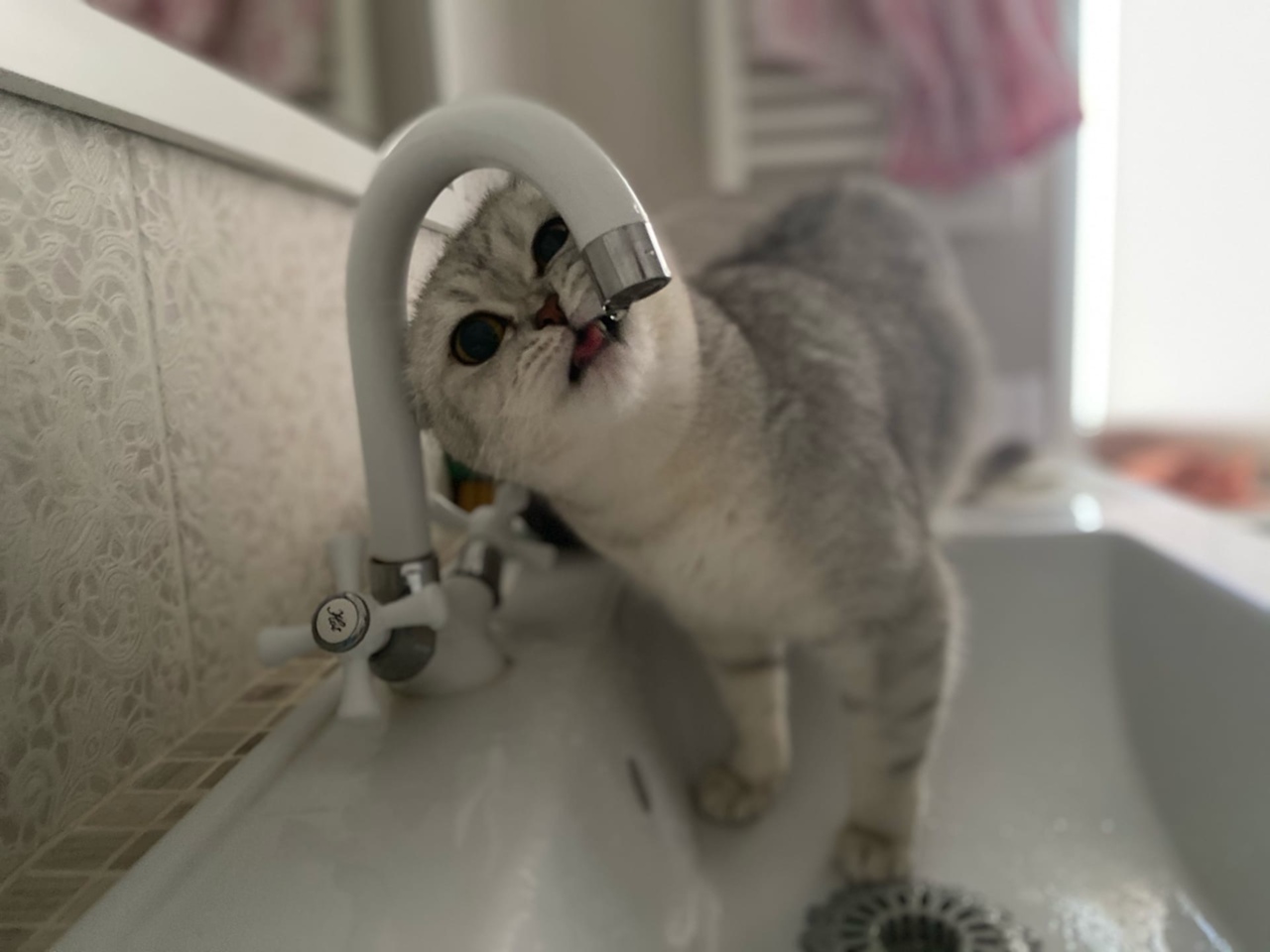 нет воды кошка