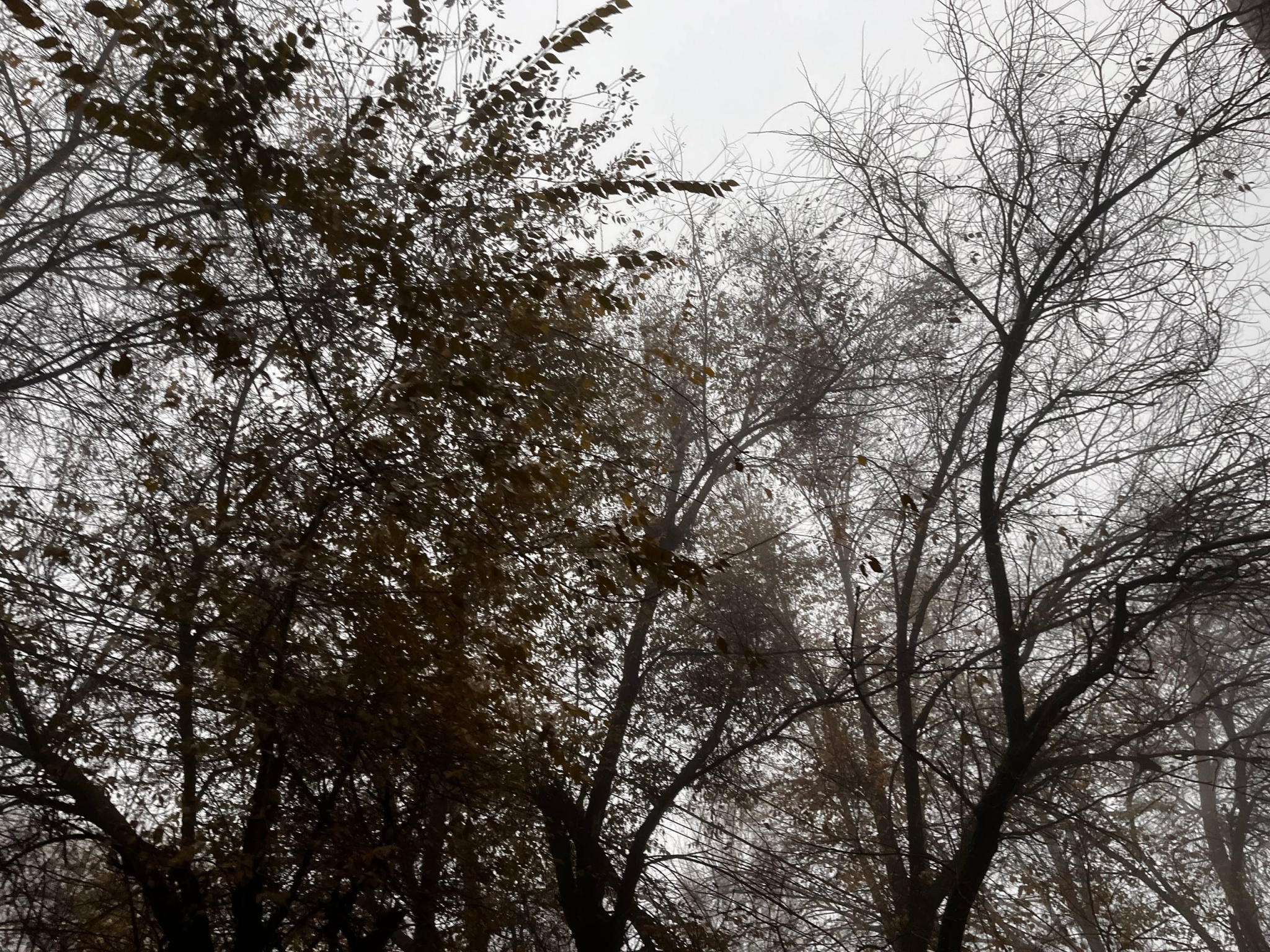 Деревья, ветки.jpg
