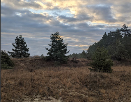 лес, фото А. Кривега.png