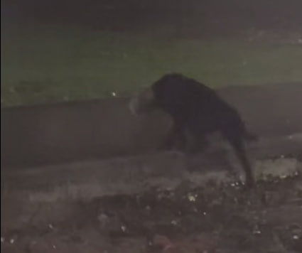 Поиск собаки.jpg