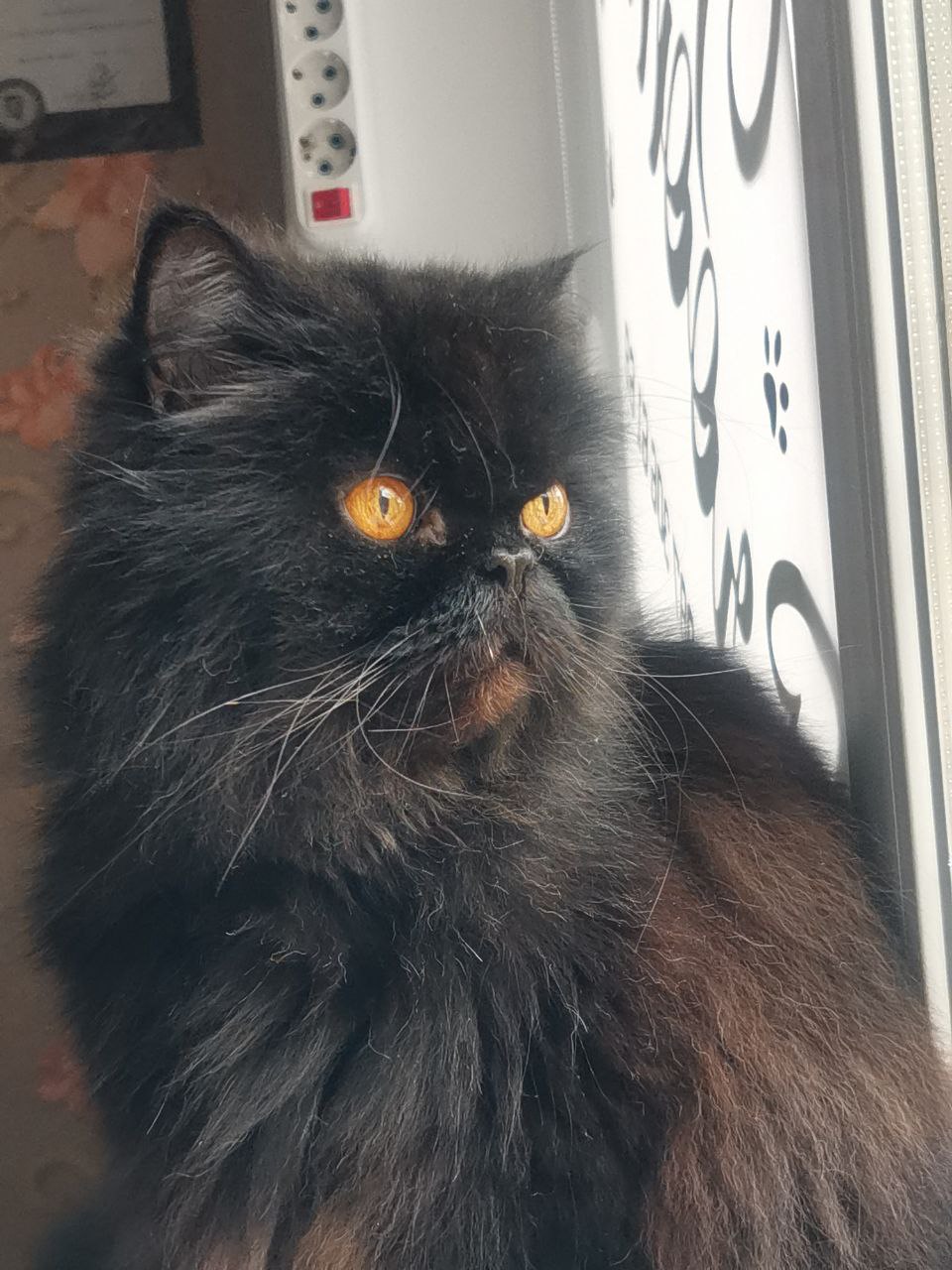 котик, погода, фото подписчика.jpg