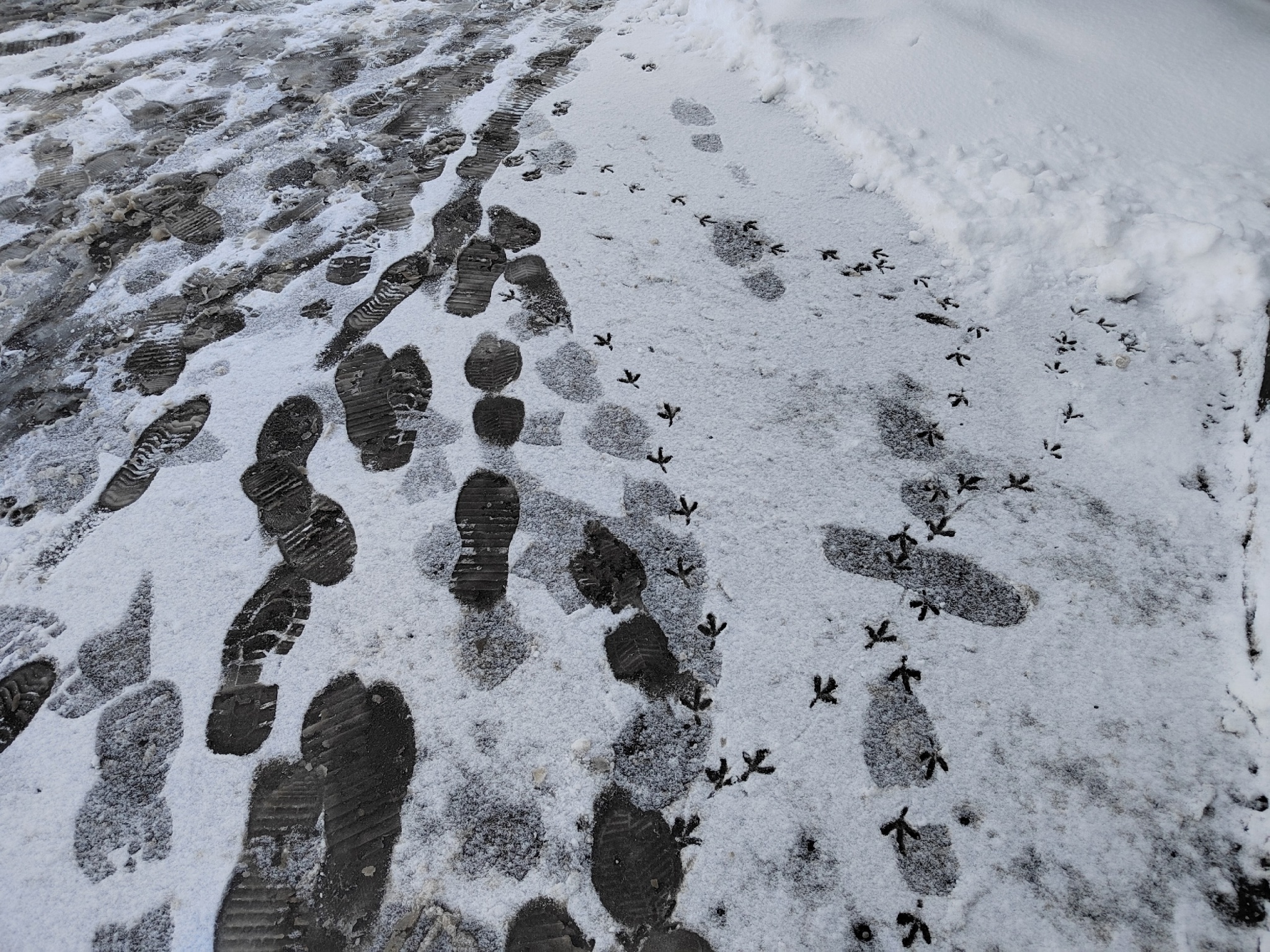 Снег, мокро, зима