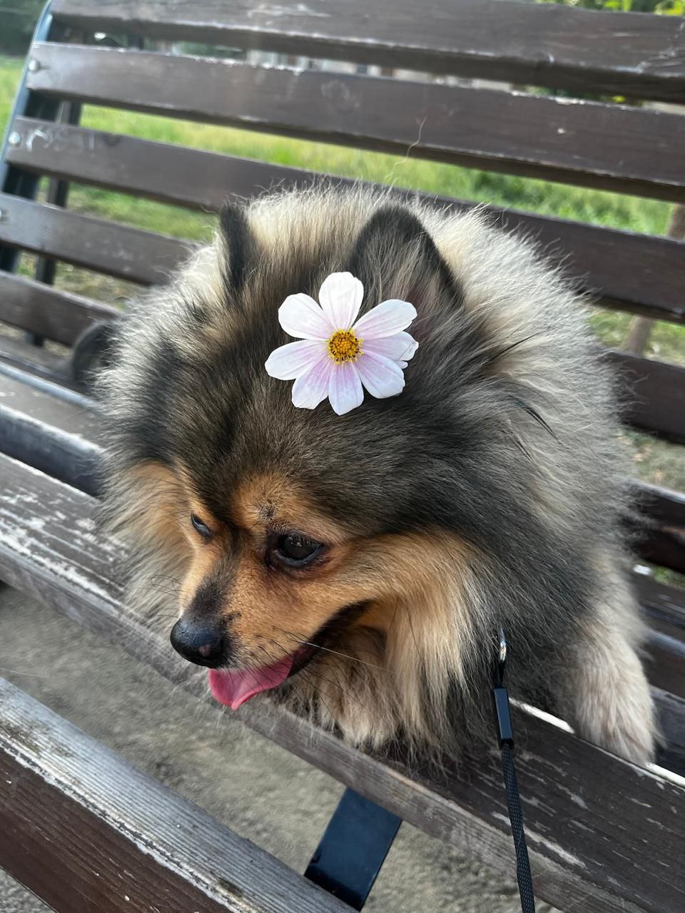 пес, погода, фото подписчика.jpg