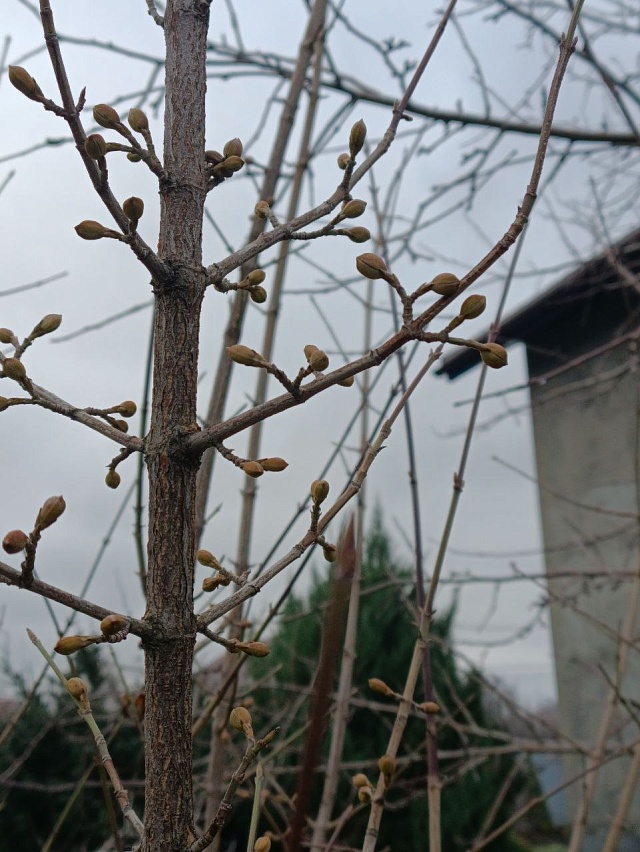 Саратовцы делятся фотографиями "зимнего" урожая