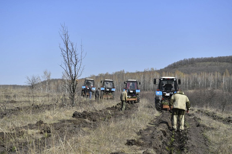 За 20 лет в Саратовской области площадь лесов увеличилась в 4 раза