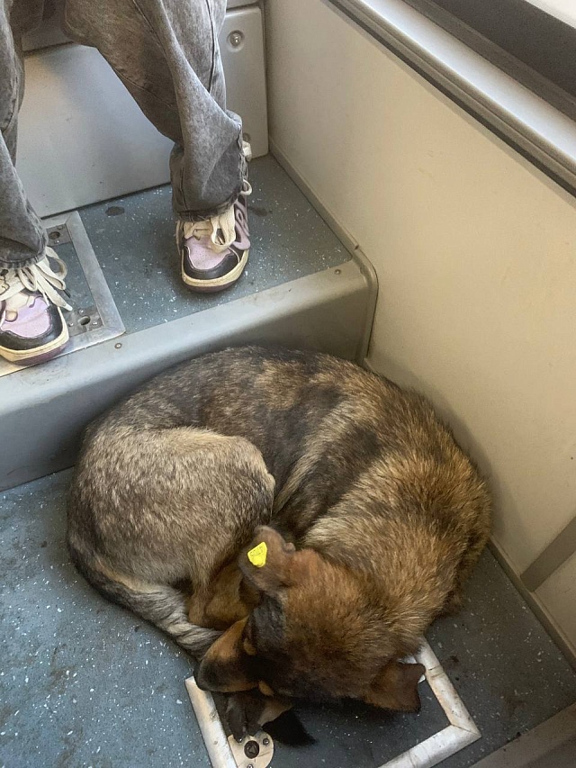 В Саратове пес путешествует по городу на автобусах