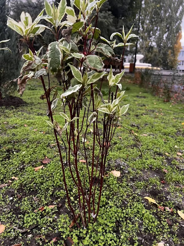 В Саратове вандалы выкопали цветы в сквере на Ильинской площади