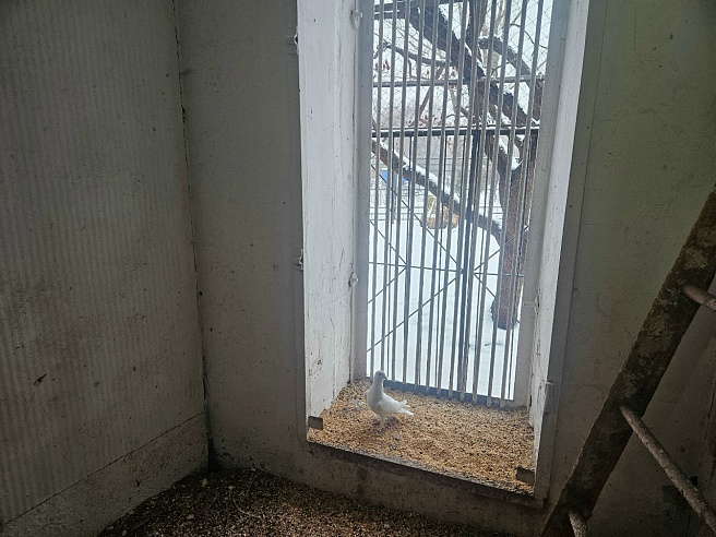 Саратовцам рассказали про енотовидную собаку Мишу и хулигана-песца Федора