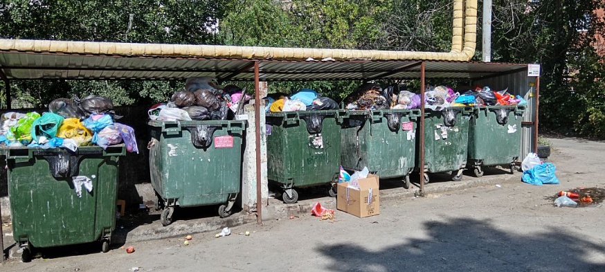 Саратовцы жалуются на крыс