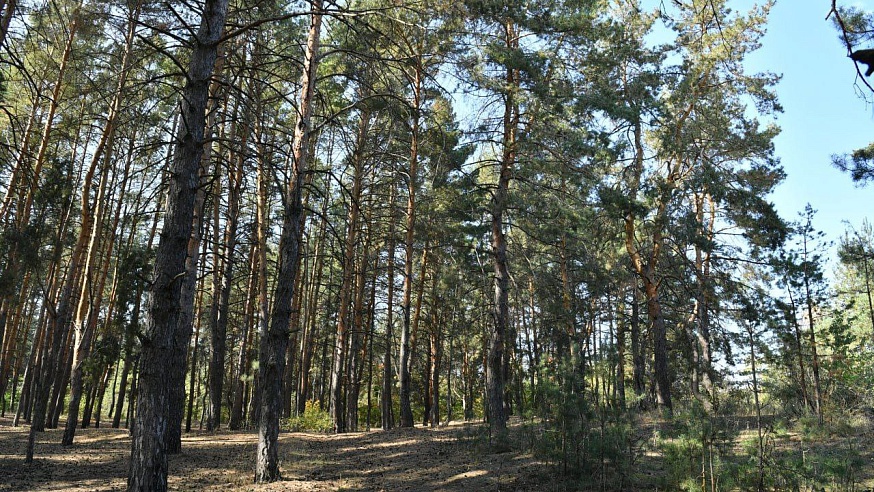 Осенью в Саратовской области планируют высадить более 1,5 тысячи га леса