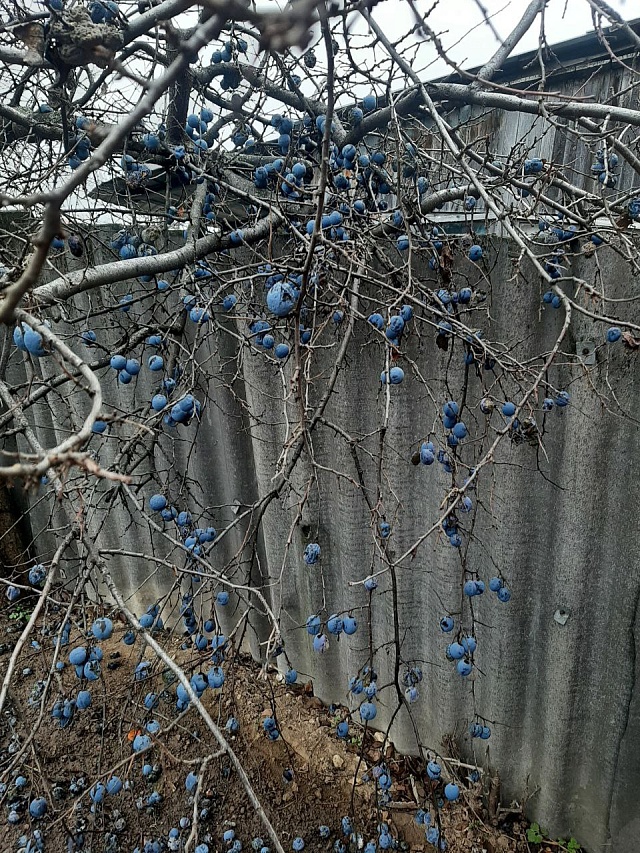 Саратовцы делятся фотографиями "зимнего" урожая