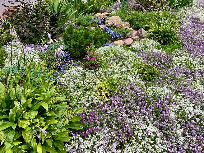 В "Липках" Саратова высадили алиссум