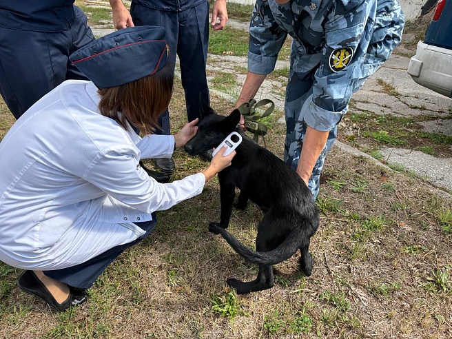 Девять щенков немецкой овчарки отправили из саратовского питомника в Дагестан