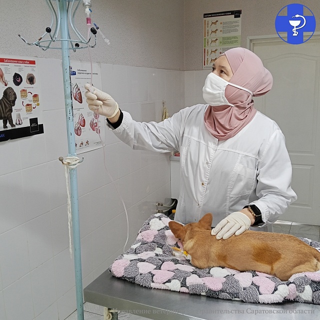 Саратовские ветеринары провели экстренное кесарево сечение Ляльке