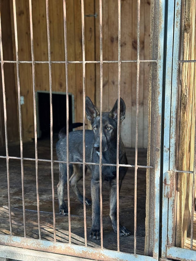 Девять щенков немецкой овчарки отправили из саратовского питомника в Дагестан