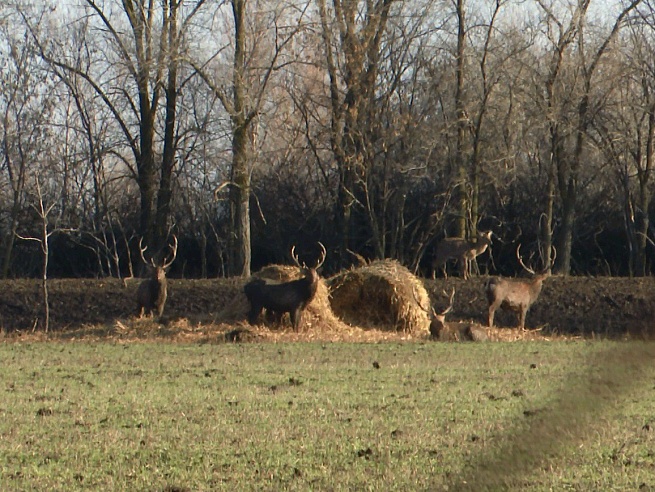 В Саратовской области растет численность оленей, косуль и ланей