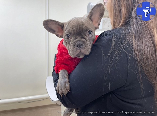 Ветеринары помогли щенку "Шустрику" со сломанной лапой 