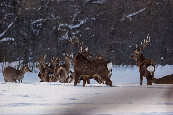 В три района Саратовской области вернулся краснокнижный тетерев