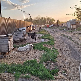 Причины пожара в приюте под Саратовом устанавливаются