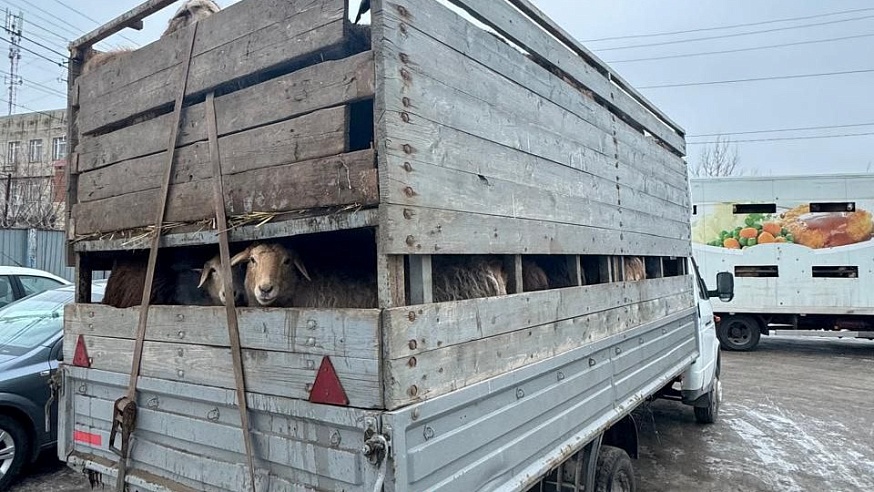 Из Волгоградской в Саратовскую область пытались незаконно ввезти 160 баранов 