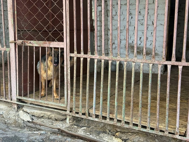 Девять щенков немецкой овчарки отправили из саратовского питомника в Дагестан