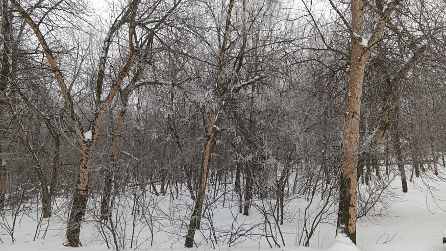 Деревья в Парке Победы Саратова уничтожила изумрудная златка