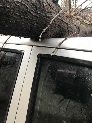 В Саратове на машину упало огромное дерево 