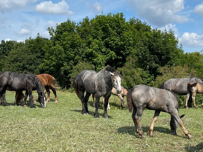 Самый умный конь в Саратовской области весит тонну