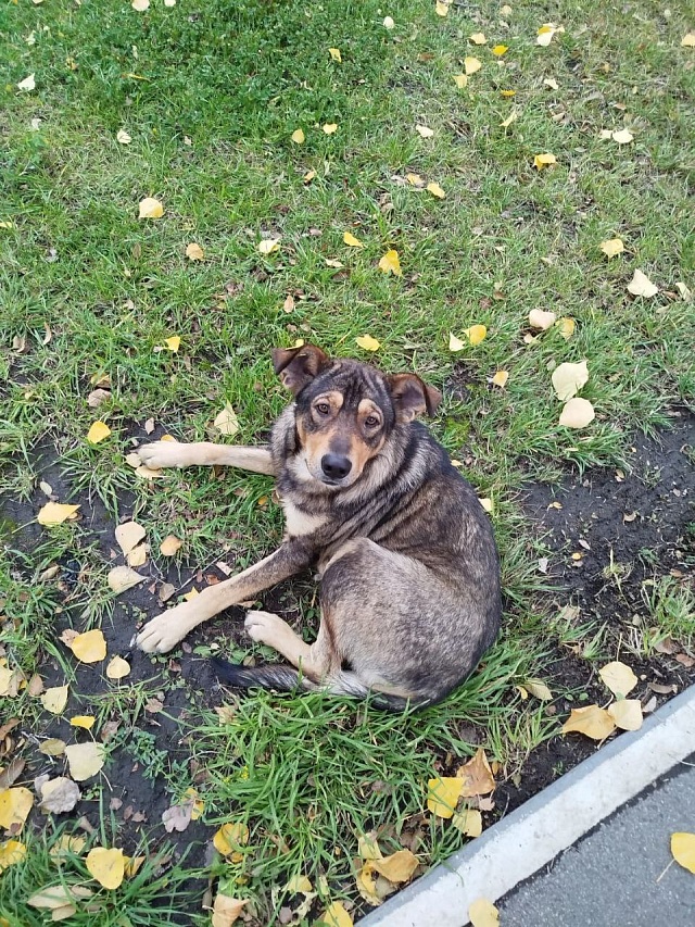 В Саратове пес путешествует по городу на автобусах