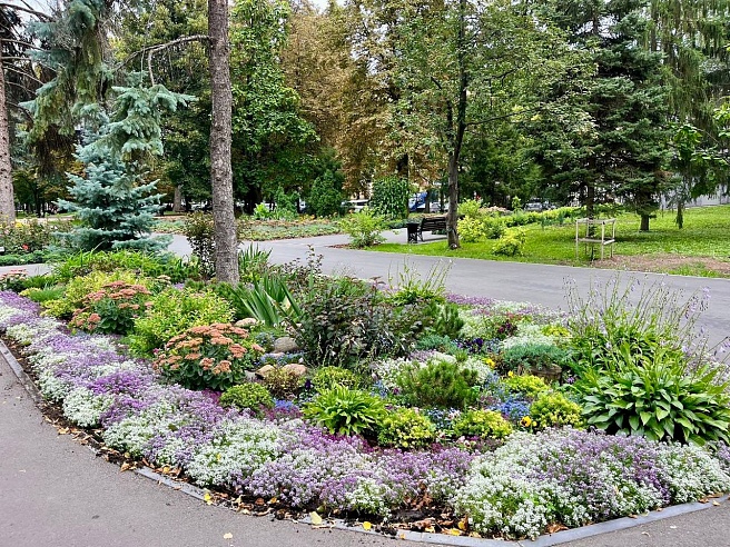 В "Липках" Саратова высадили алиссум