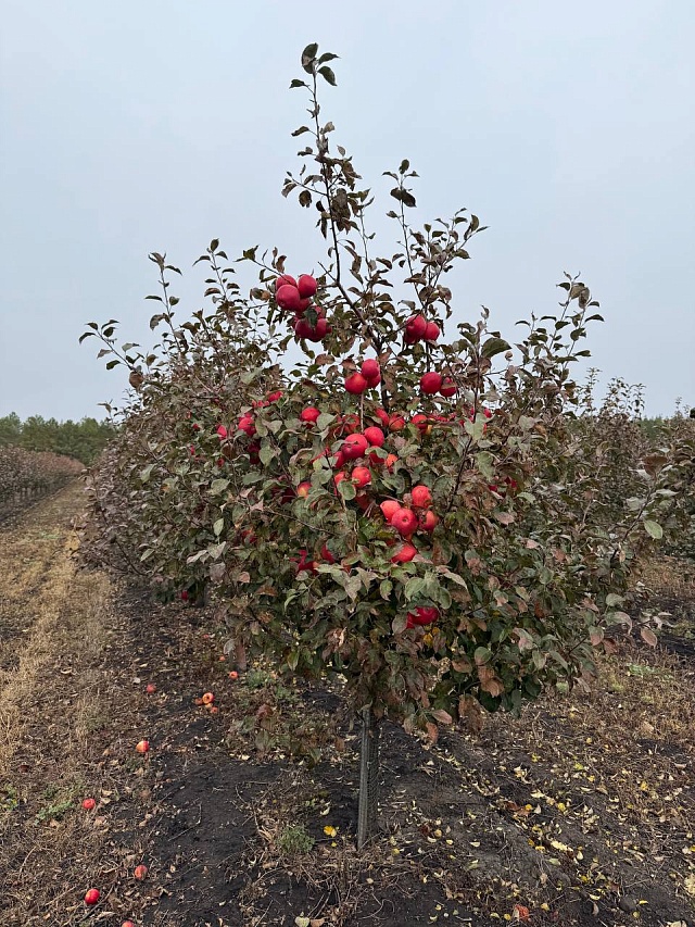 Бывший банкир из Саратова покоряет рынок сочными яблоками