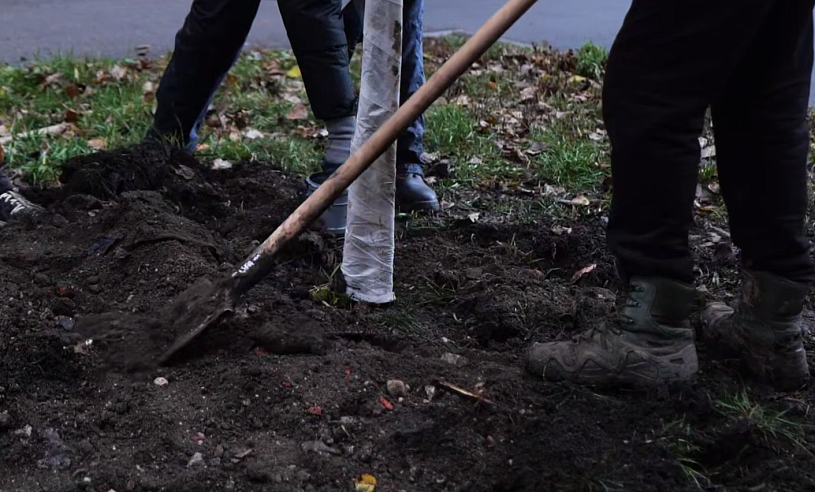 Более 400 новых деревьев появится на улицах Саратова этой осенью