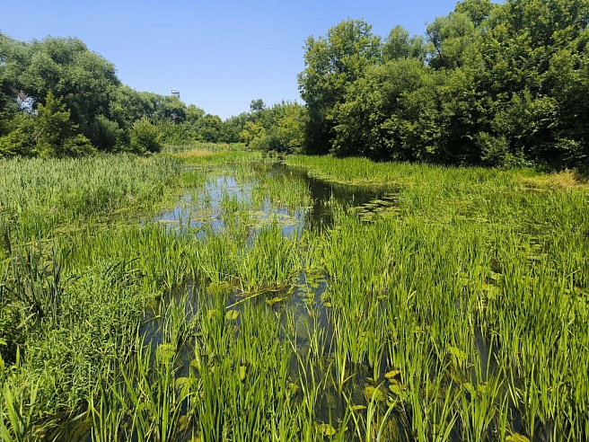 Глава Петровского района осмотрел реку Медведица на сапборде