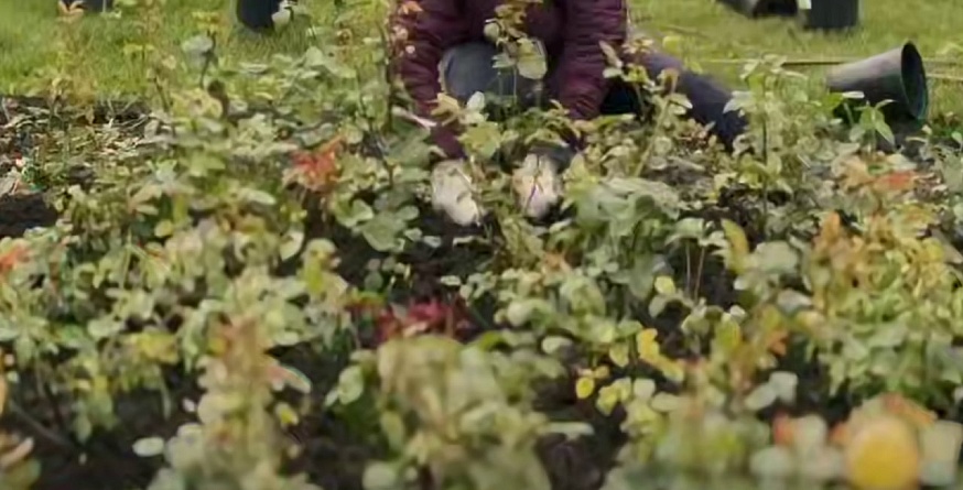На Театральной площади высадили тысячи кустов роз и спиреи