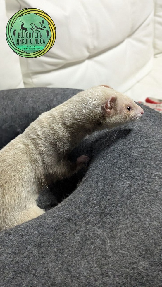 В Саратове волонтеры спасли выброшенного на улицу хорька 