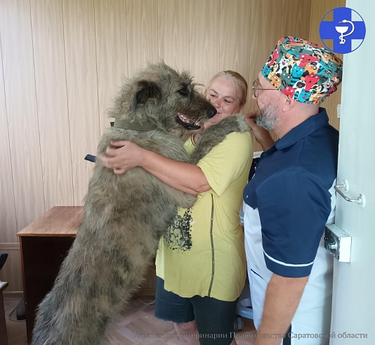 На прием к саратовским ветеринарам привели беременного волкодава