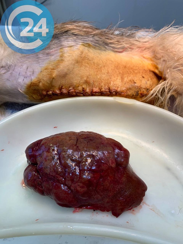 Саратовские ветеринары удалили огромную опухоль у йорк-терьера
